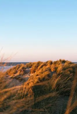 Image of dunes and the sea